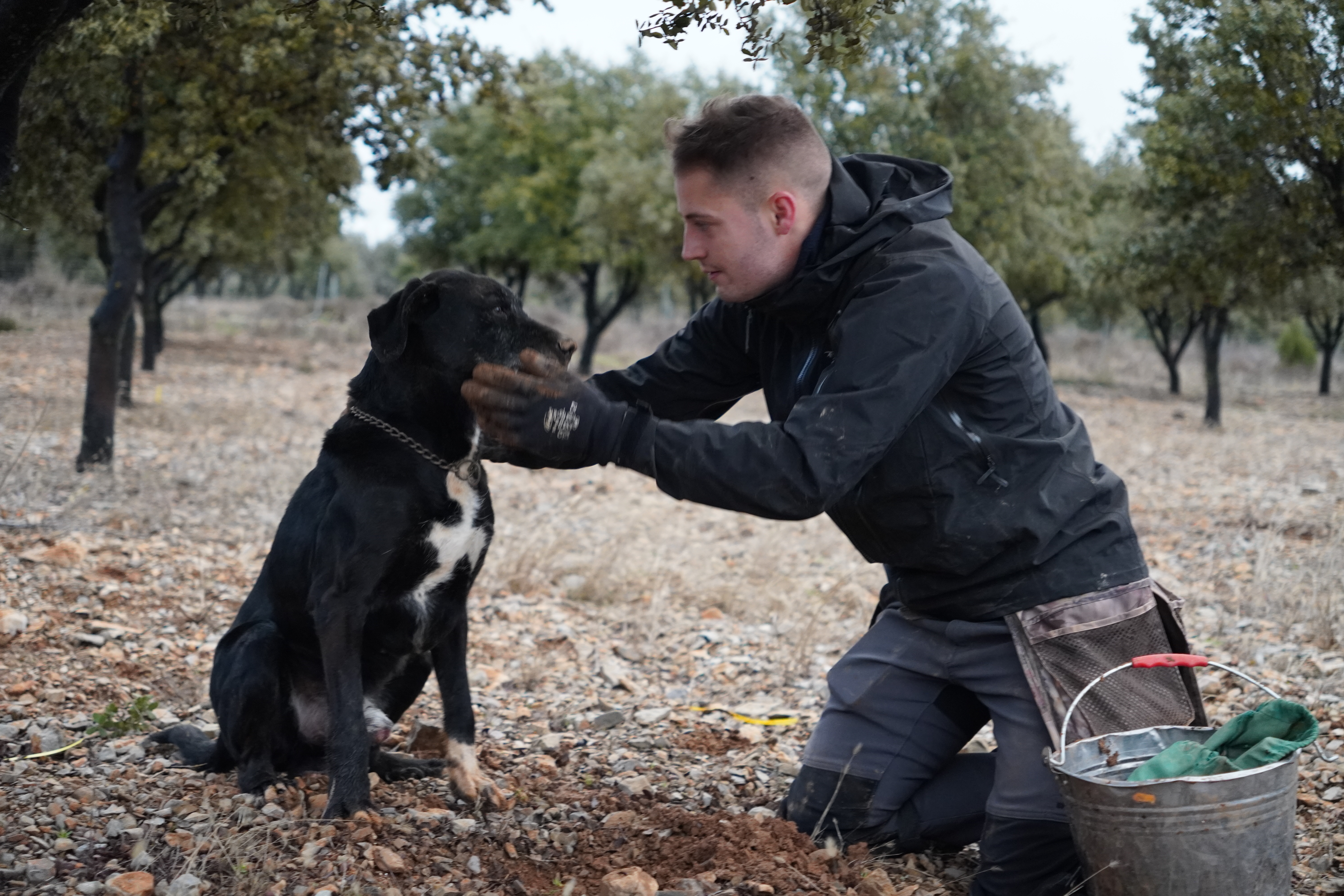 El campo de Alcotas en temporada de trufa