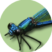 Dameslfly  Logo