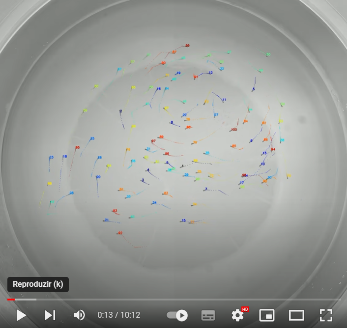 Google Colab