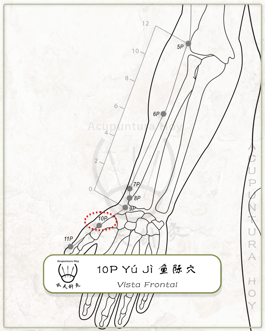 10P Yú Jì 鱼际穴