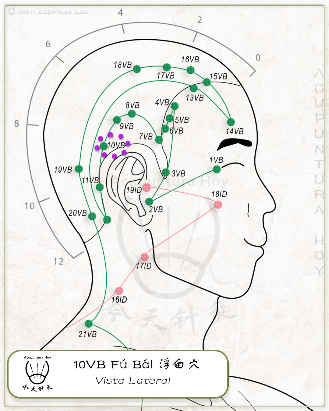 10VB Fú Bái 浮白穴