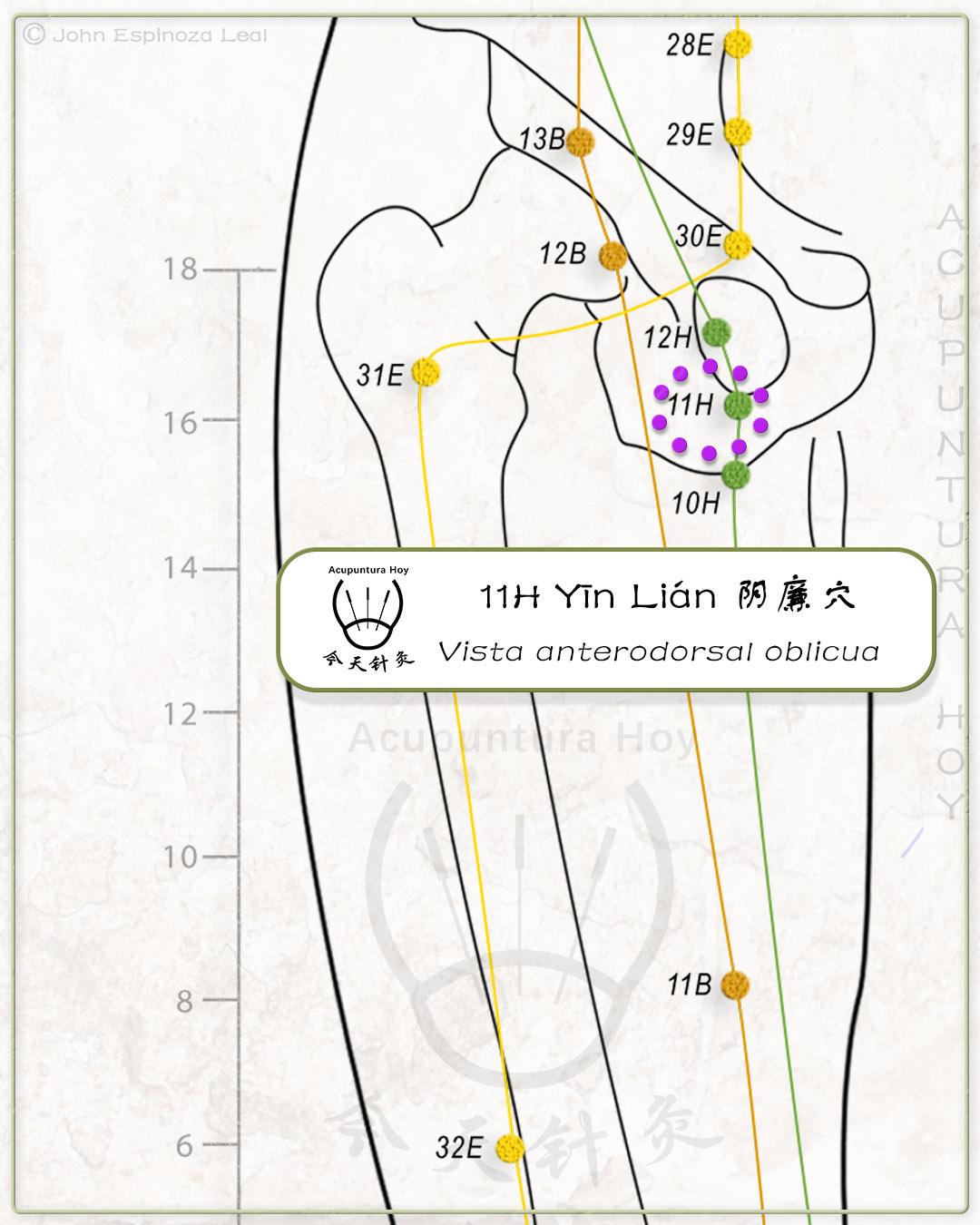 11H Yīn Lián 阴廉穴