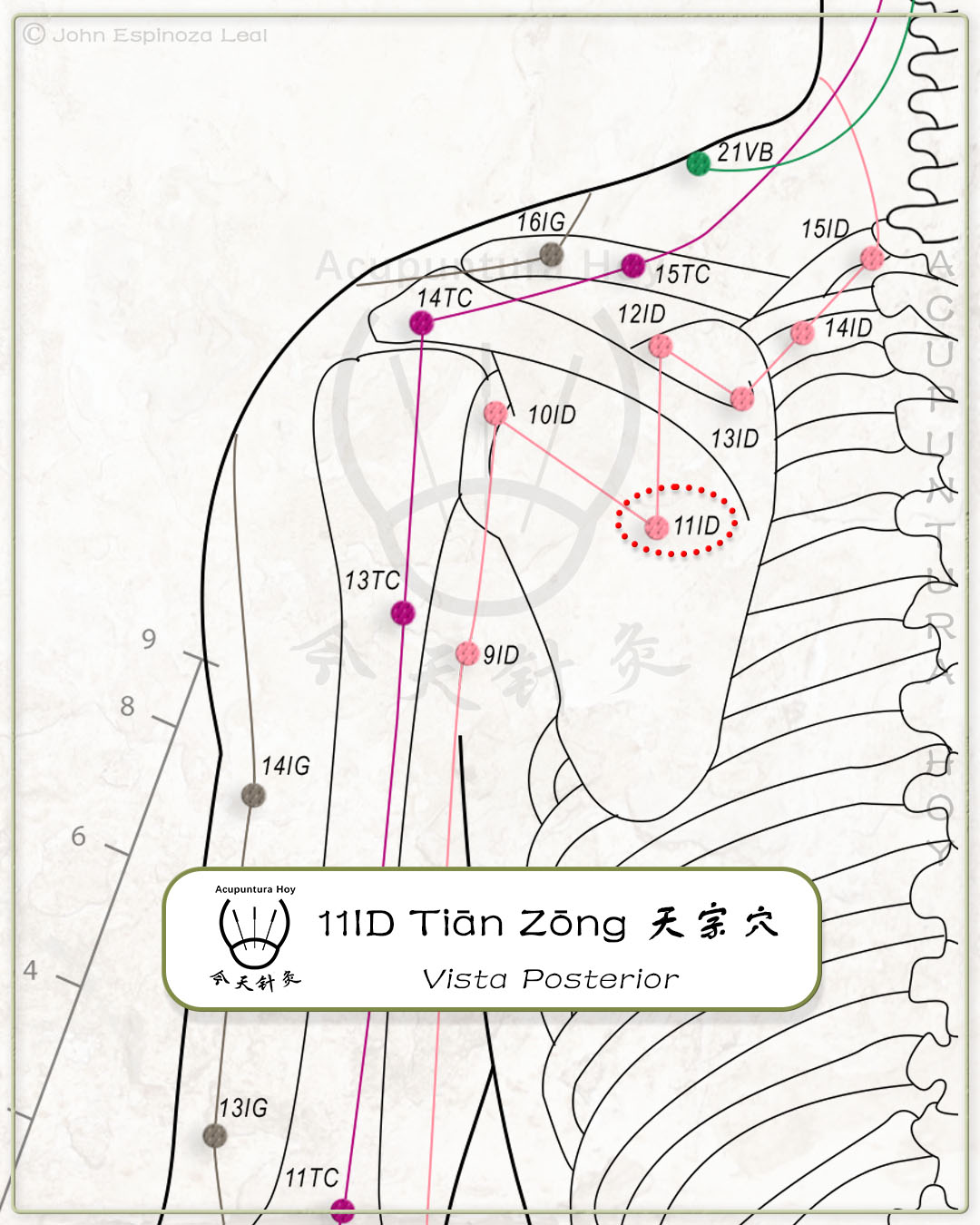 11ID Tiān Zōng 天宗穴