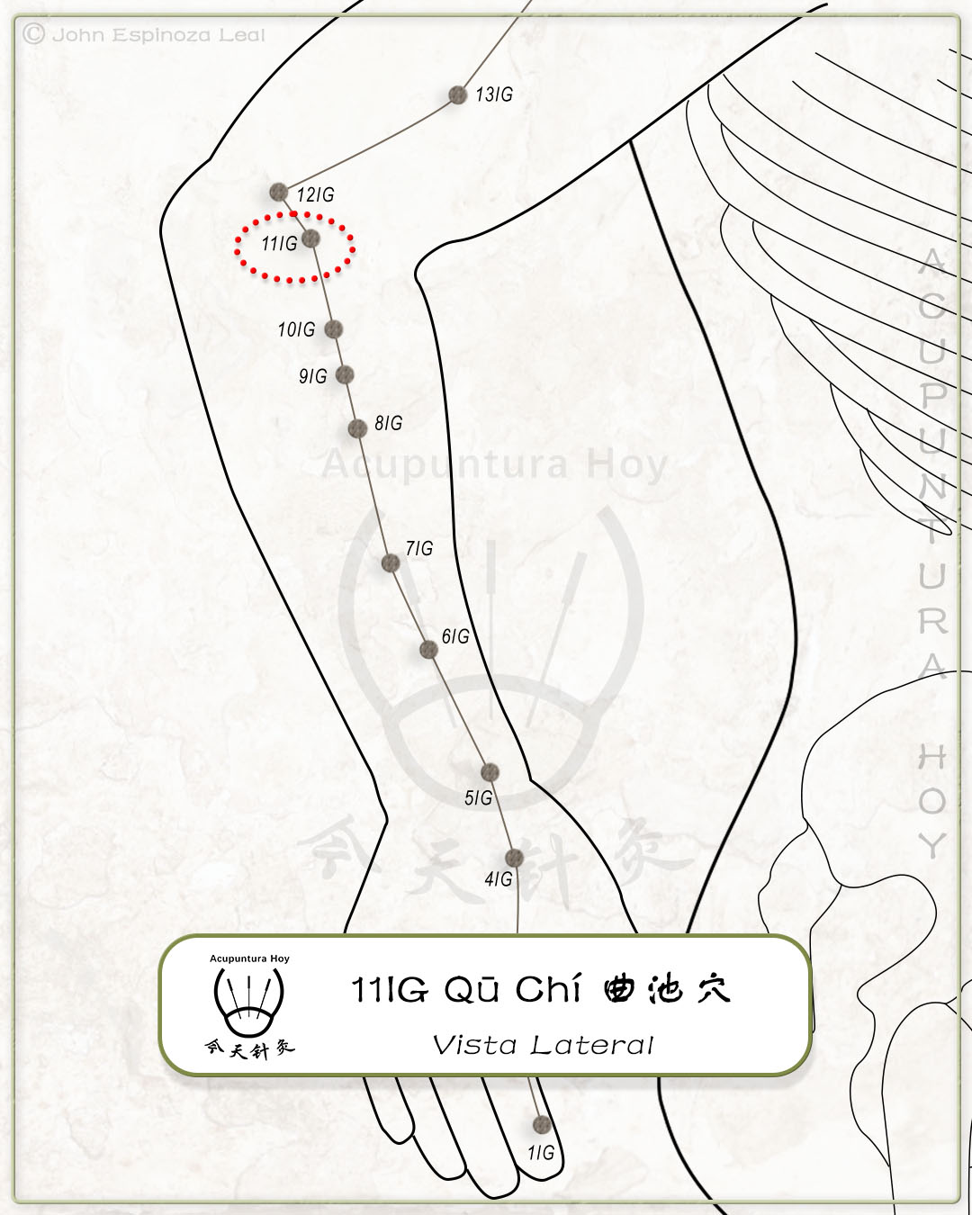 11IG Qū Chí 曲池穴