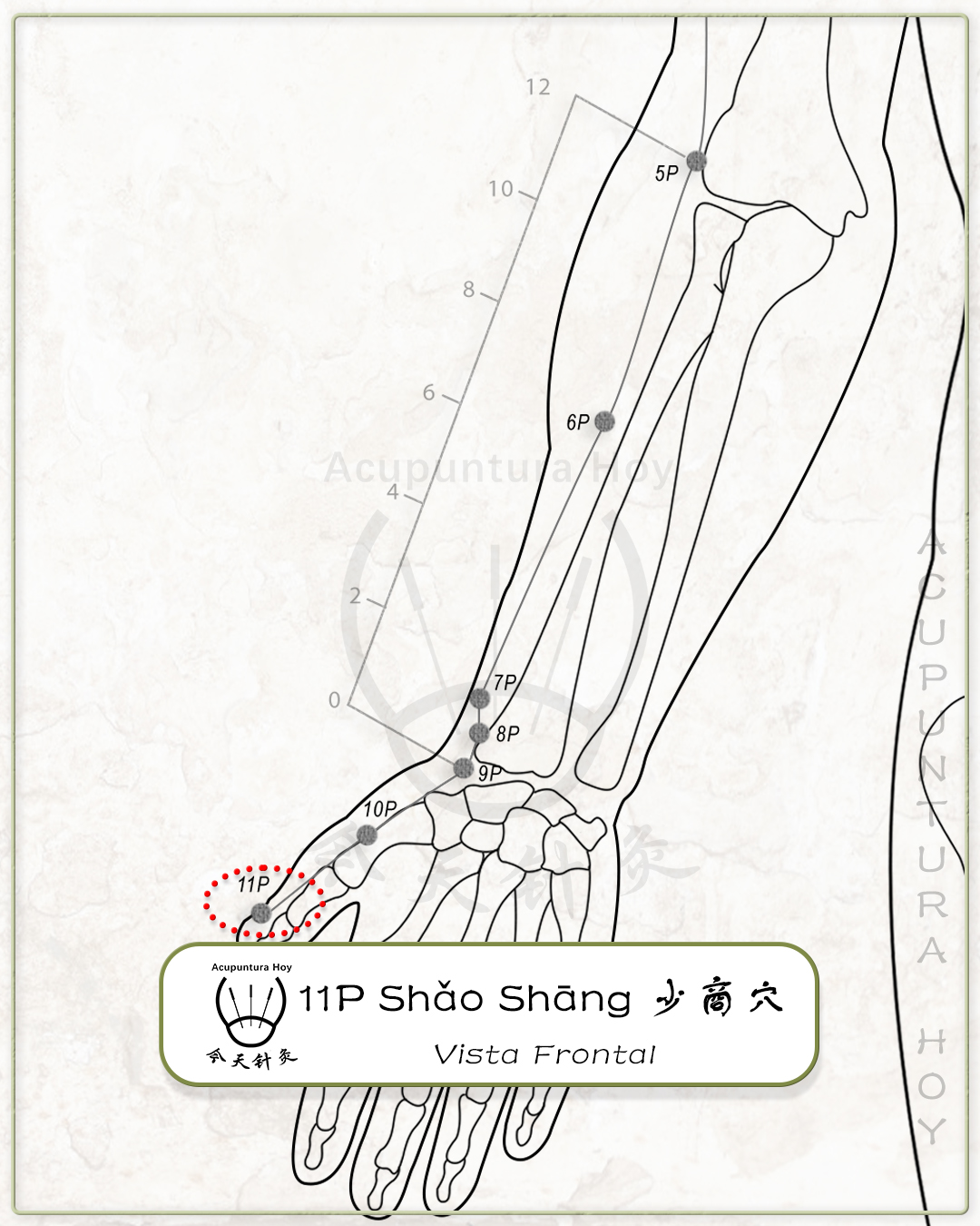 11P Shǎo Shāng 少商穴