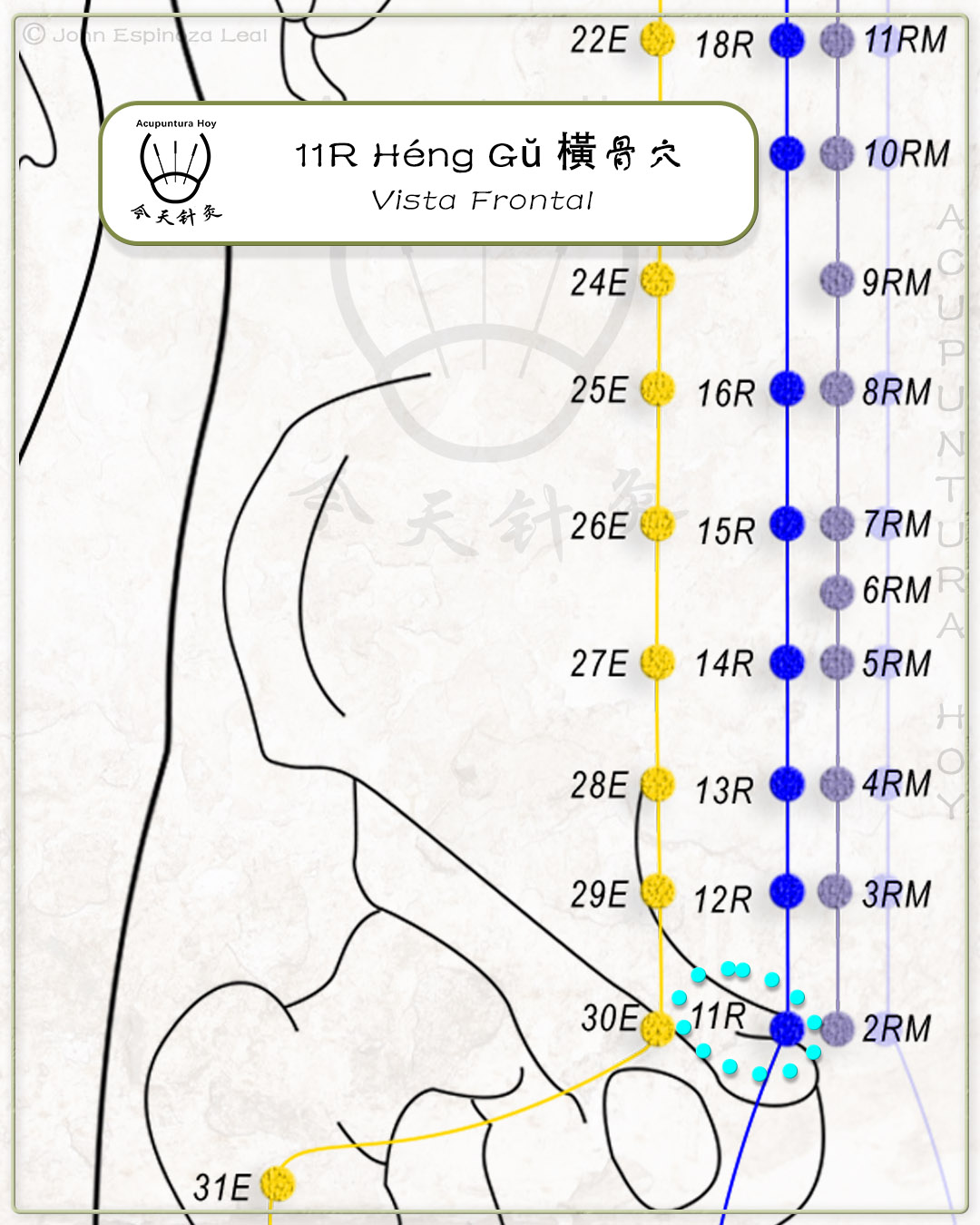 11R Héng Gŭ 橫骨穴