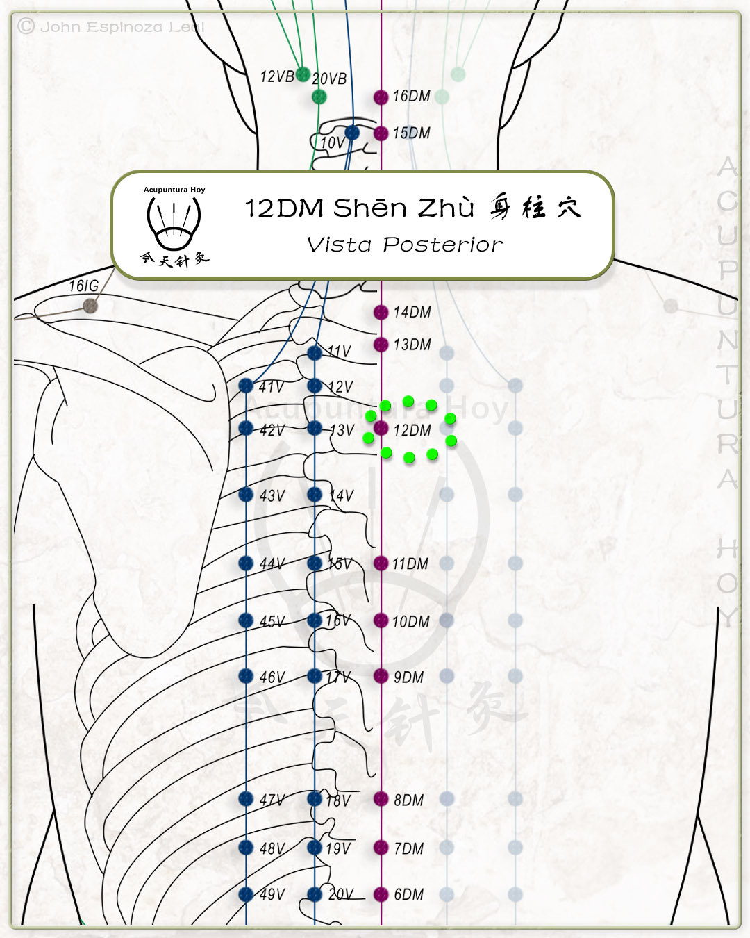 12DM Shēn Zhù 身柱穴