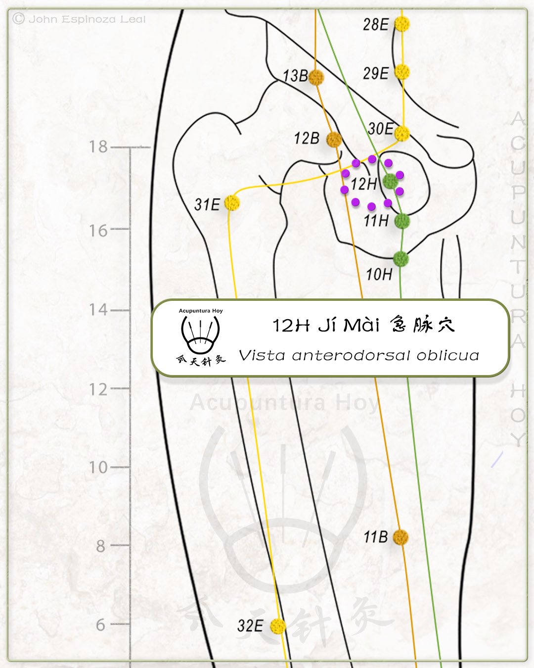 12H Jí Mài 急脉穴