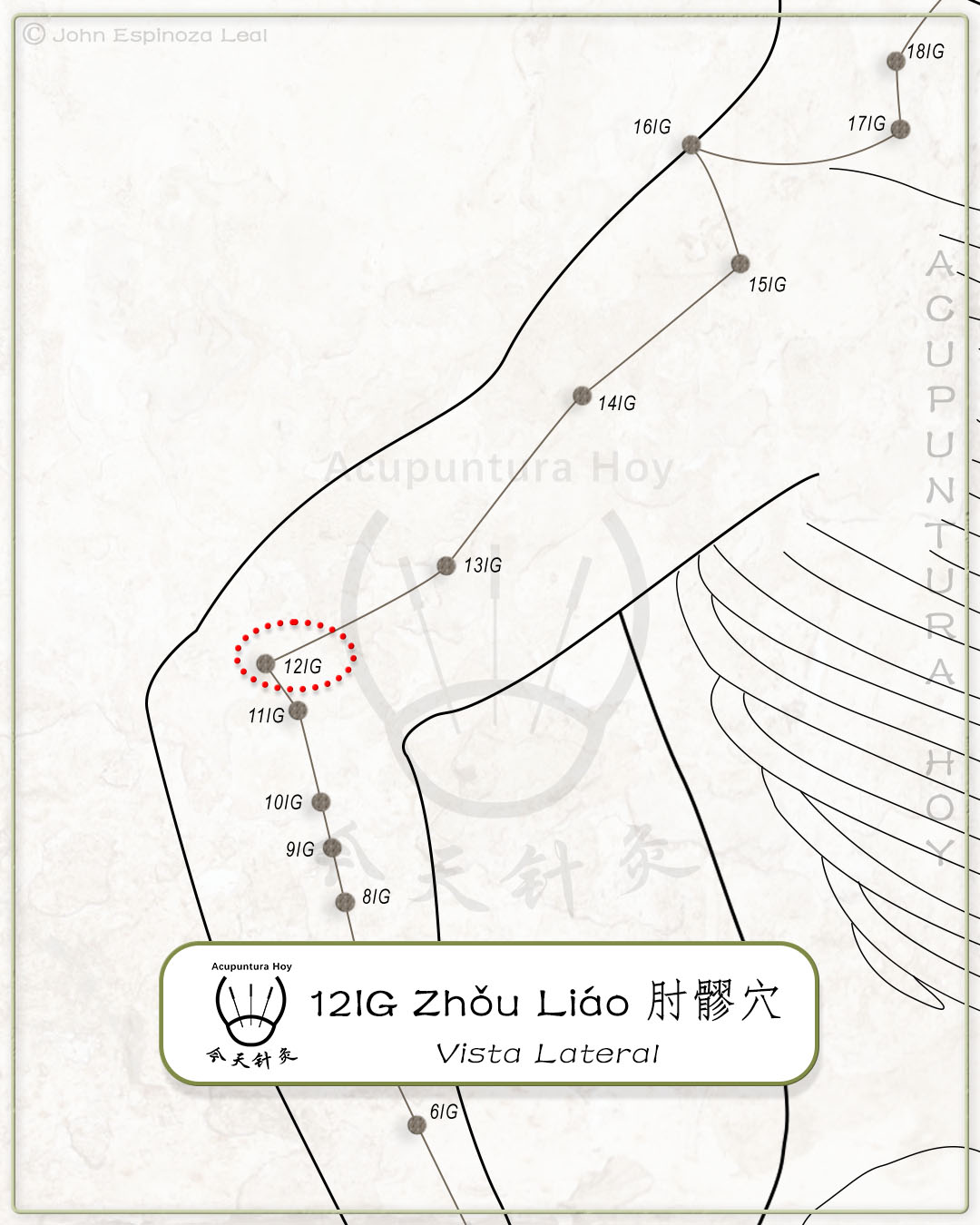 12IG Zhǒu Liáo 肘髎穴