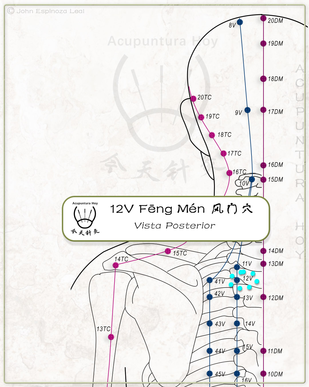 12V Fēng Mén 风门穴