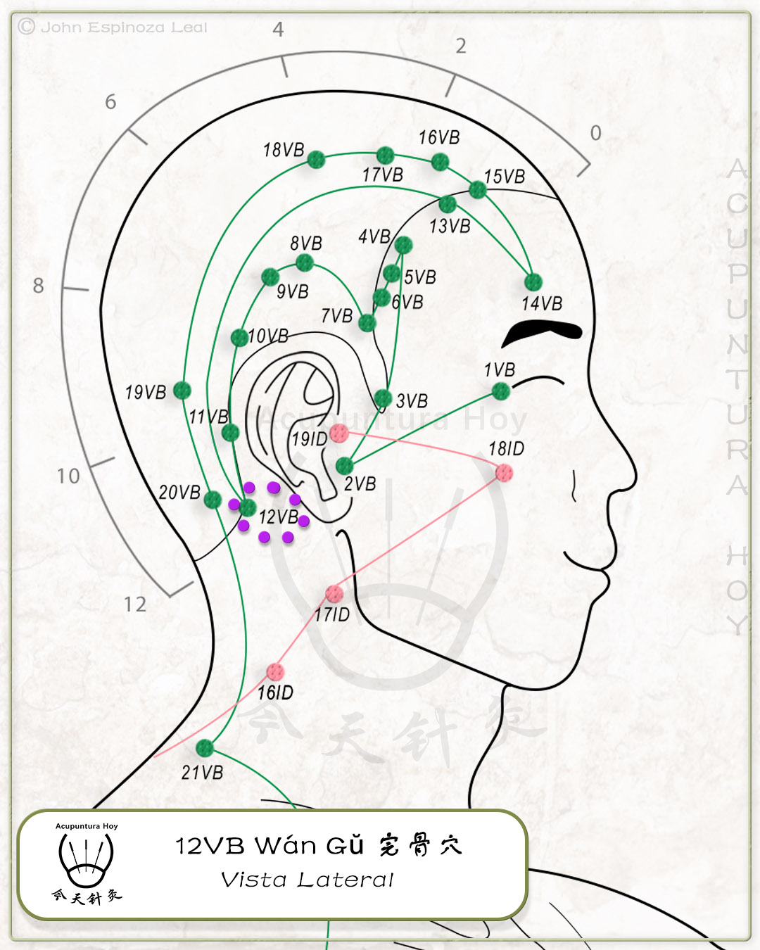 12VB Wán Gŭ 完骨穴
