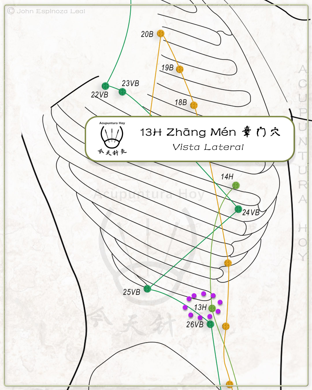 13H Zhāng Mén 章门穴