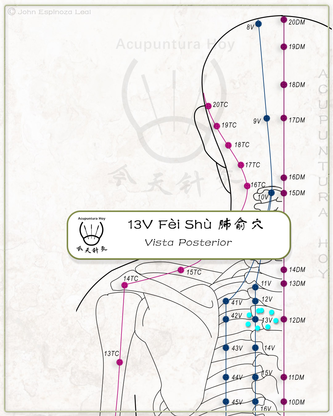 13V Fèi Shù 肺俞穴
