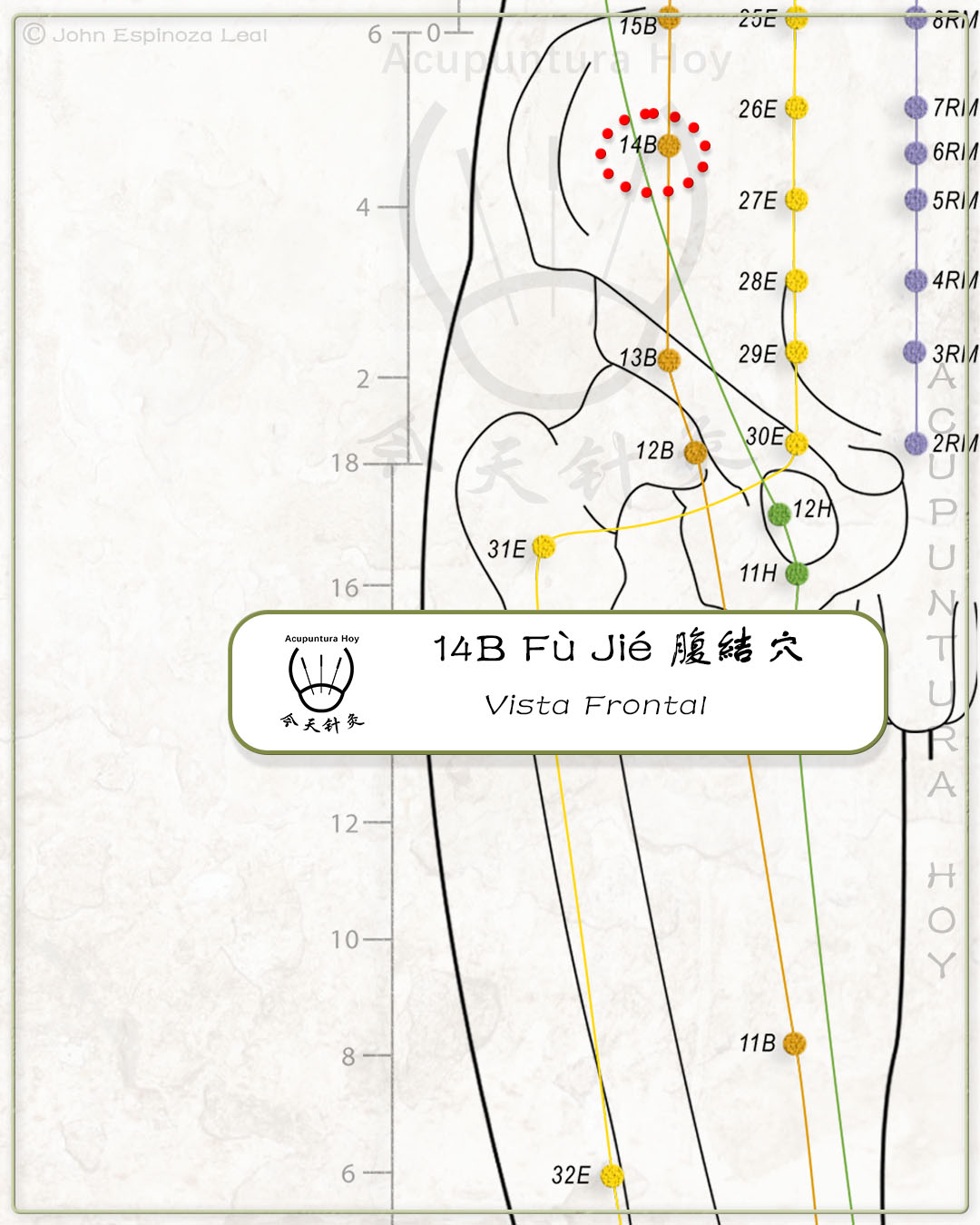 14B Fù Jié 腹結穴