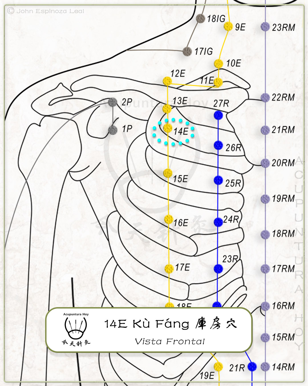 14E Kù Fáng 庫房穴