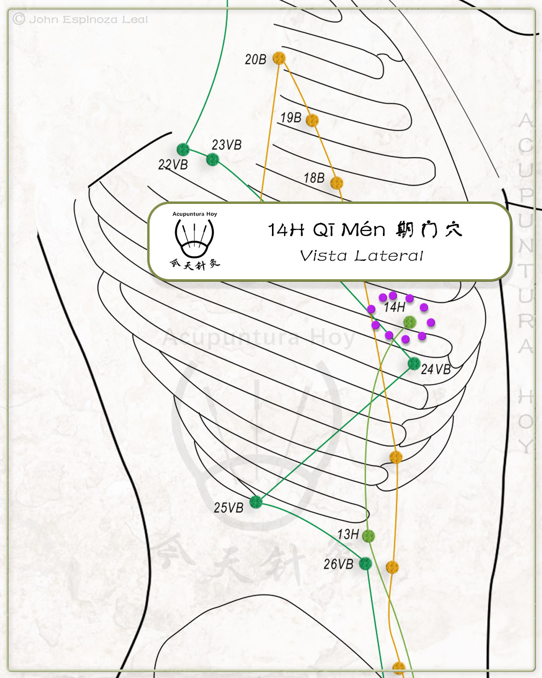 14H Qī Mén 期门穴