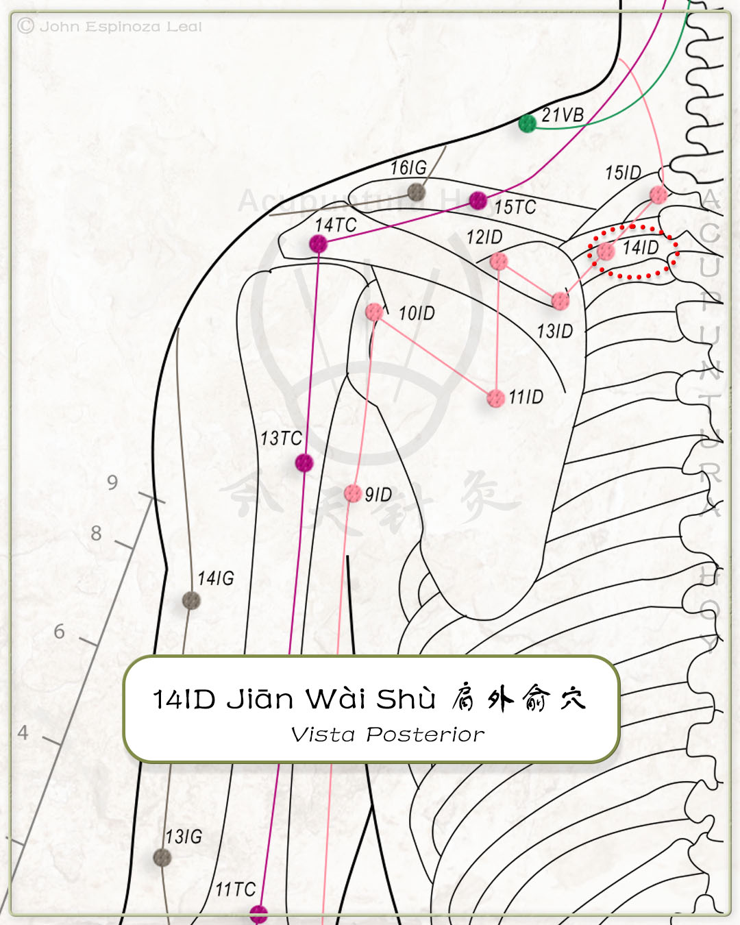 14ID Jiān Wài Shù 肩外俞穴