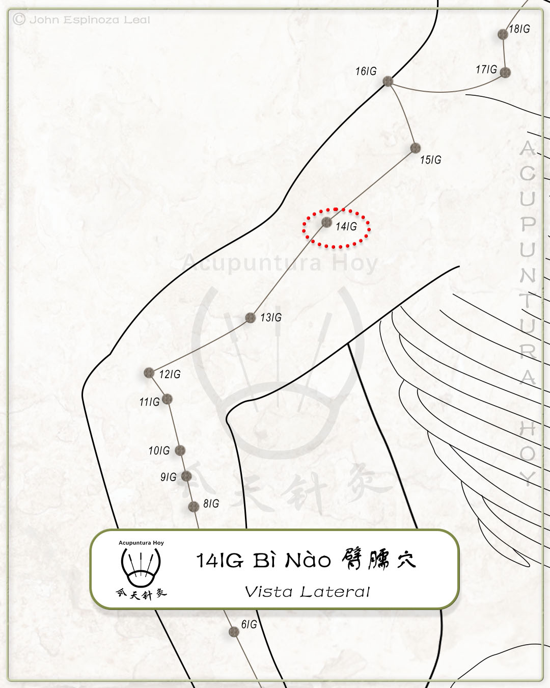 14IG Bì Nào 臂臑穴