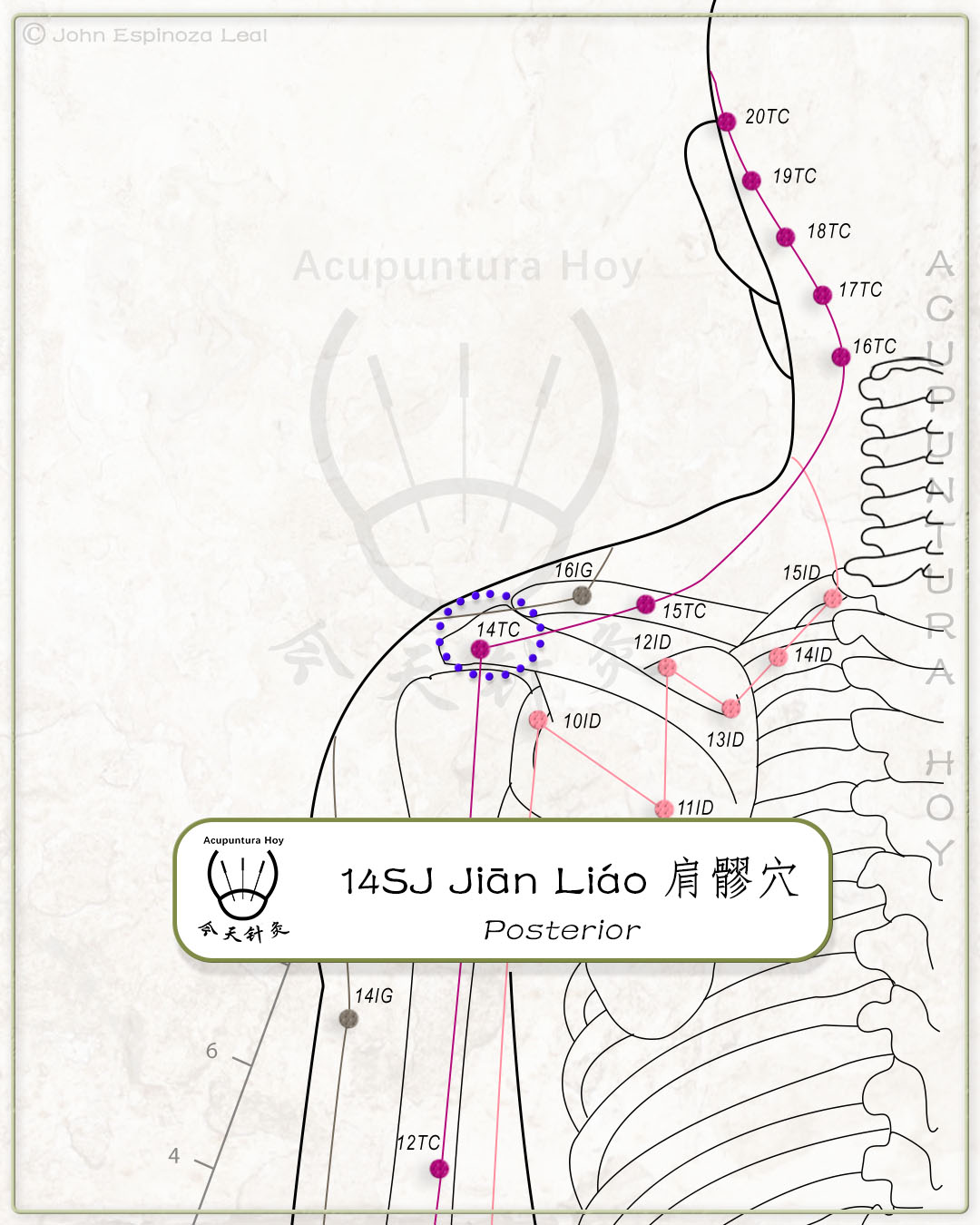 14SJ Jiān Liáo 肩髎穴
