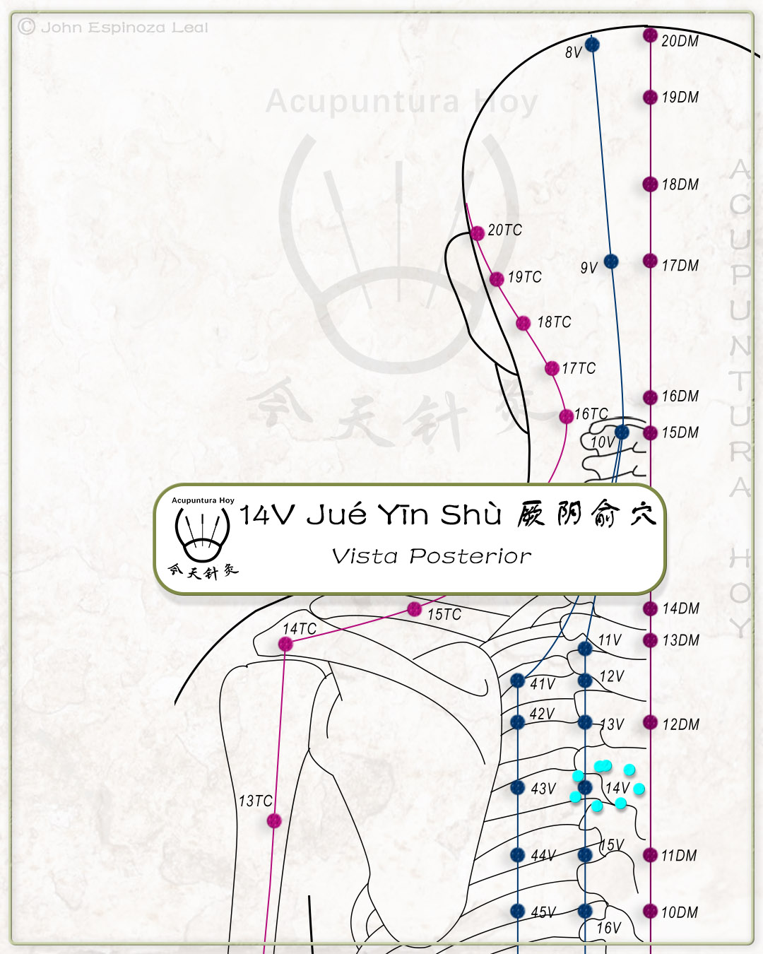 14V Jué Yīn Shù 厥阴俞穴