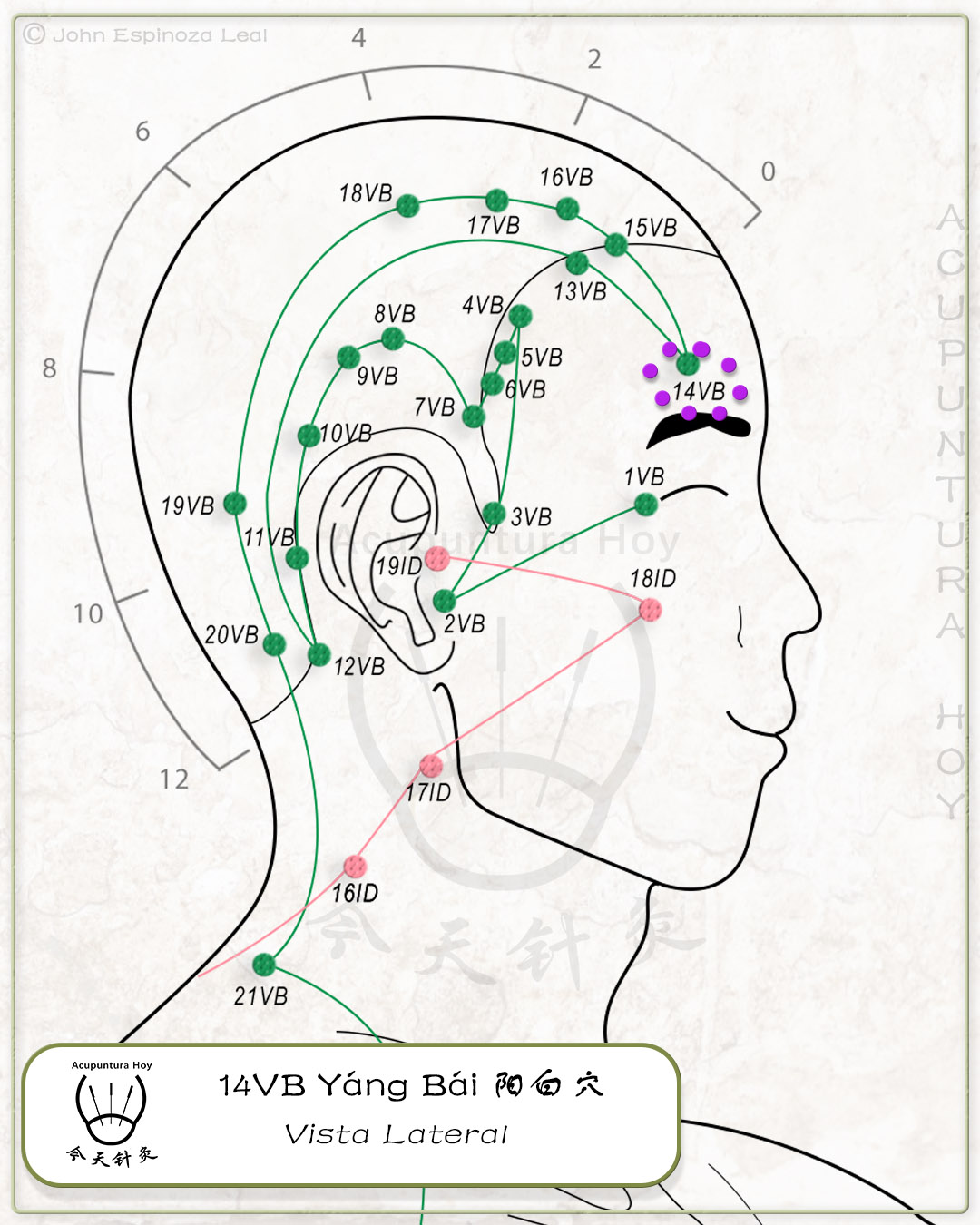 14VB Yáng Bái 阳白穴