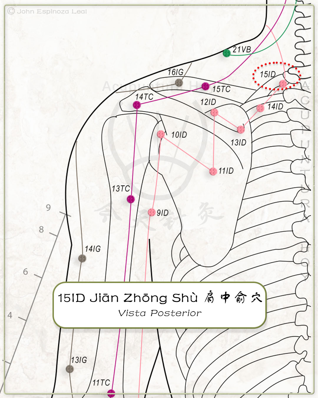 15ID Jiān Zhōng Shù 肩中俞穴