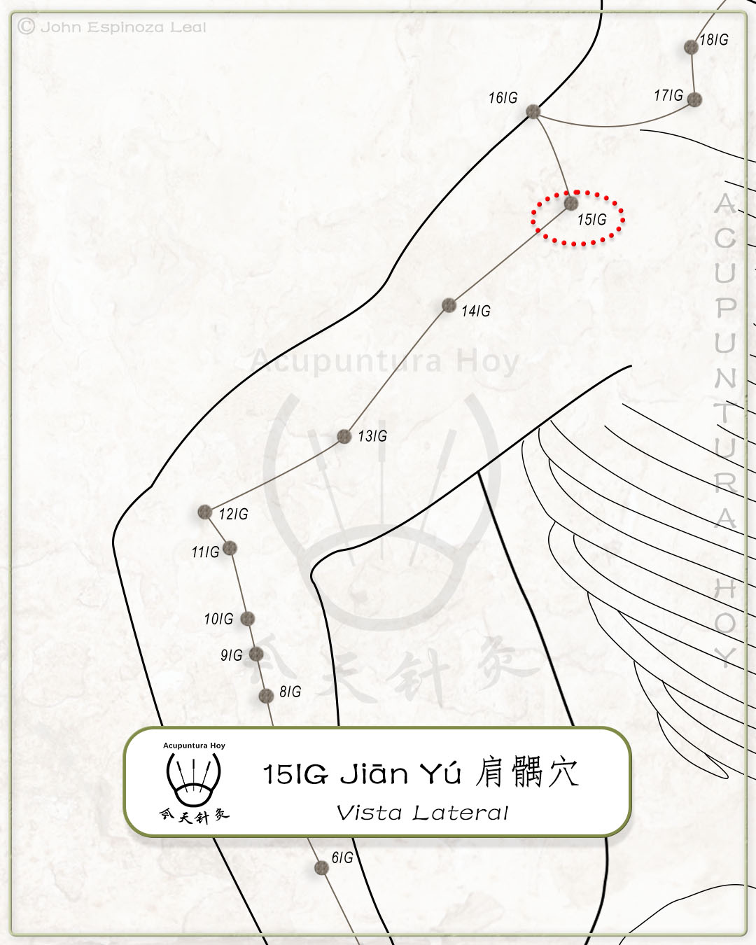 15IG Jiān Yú 肩髃穴