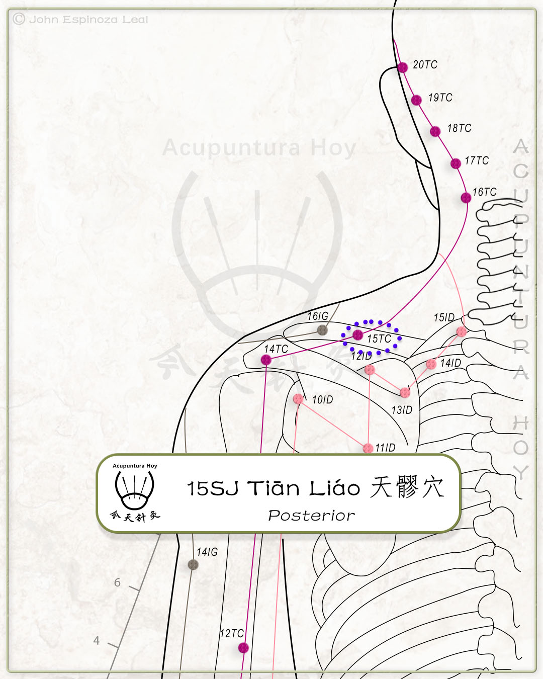 15SJ Tiān Liáo 天髎穴