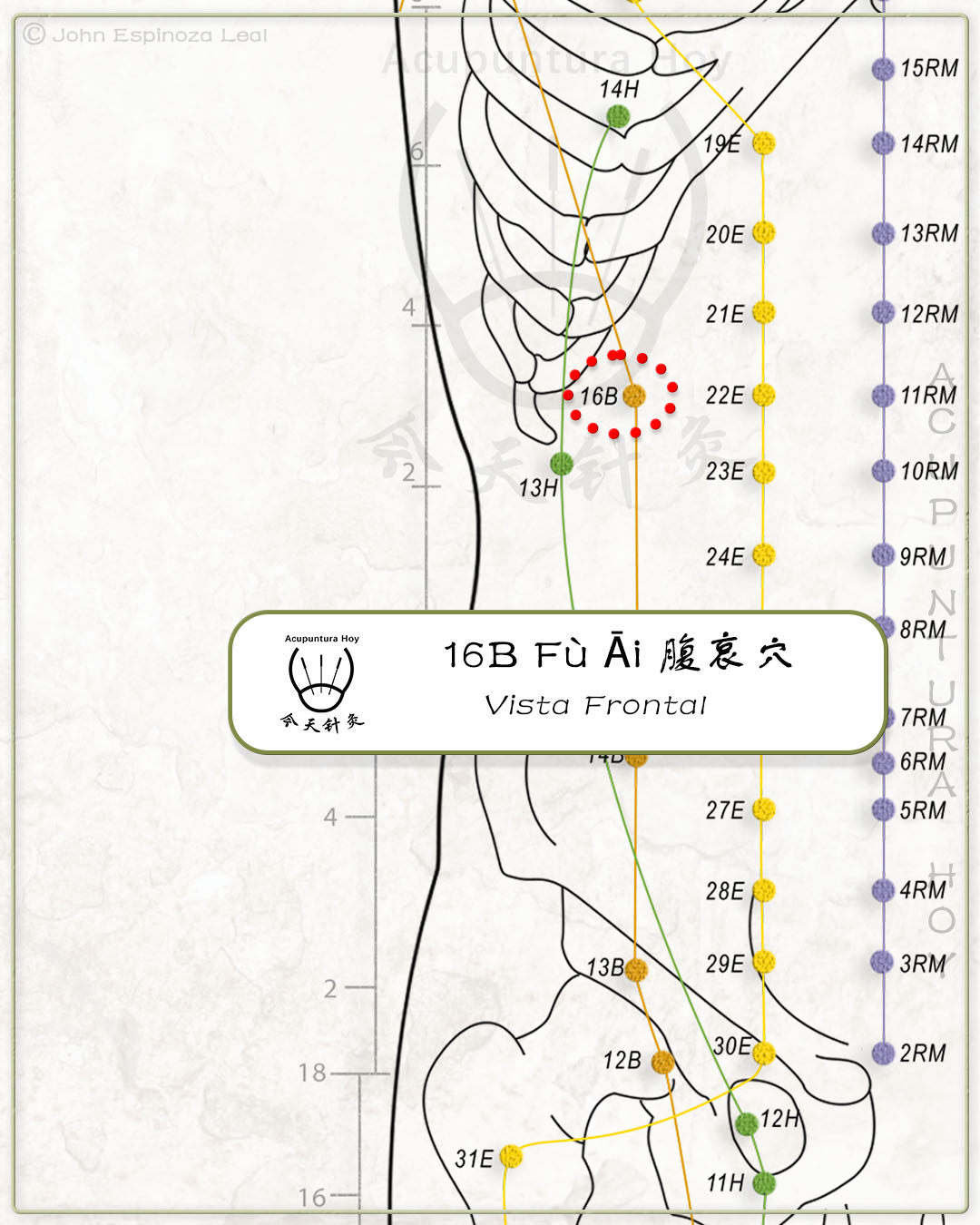16B Fù Āi 腹哀穴