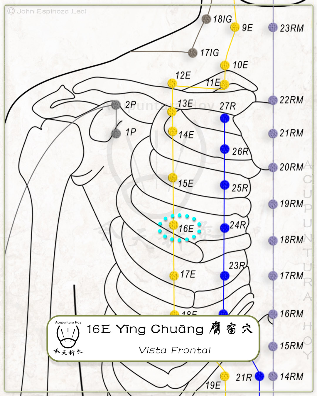 16E Yīng Chuāng 膺窗穴