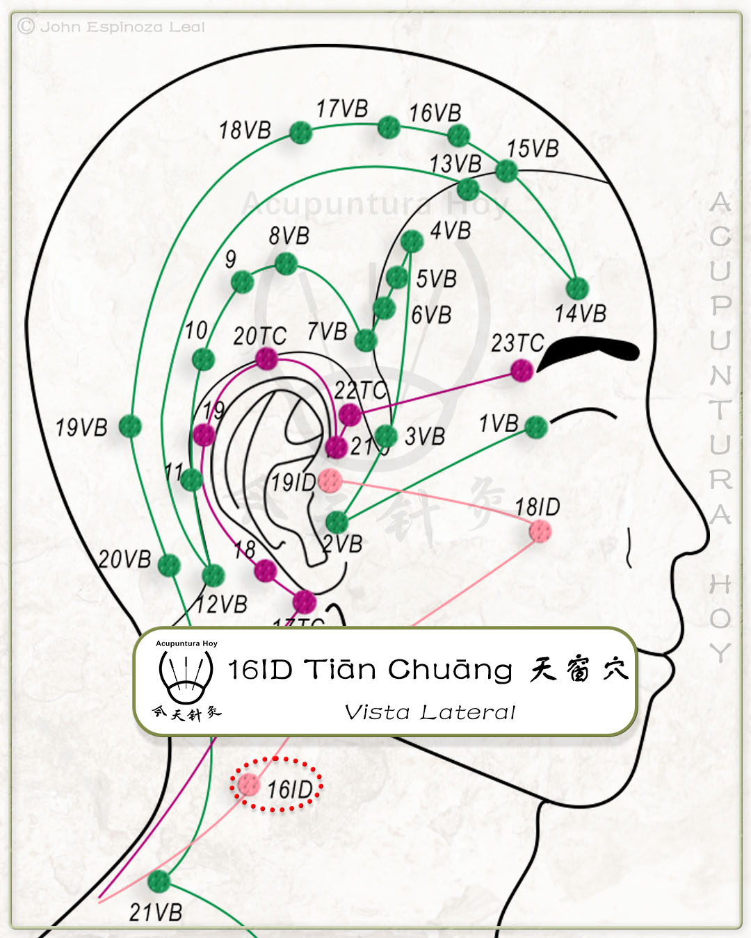16ID Tiān Chuāng 天窗穴