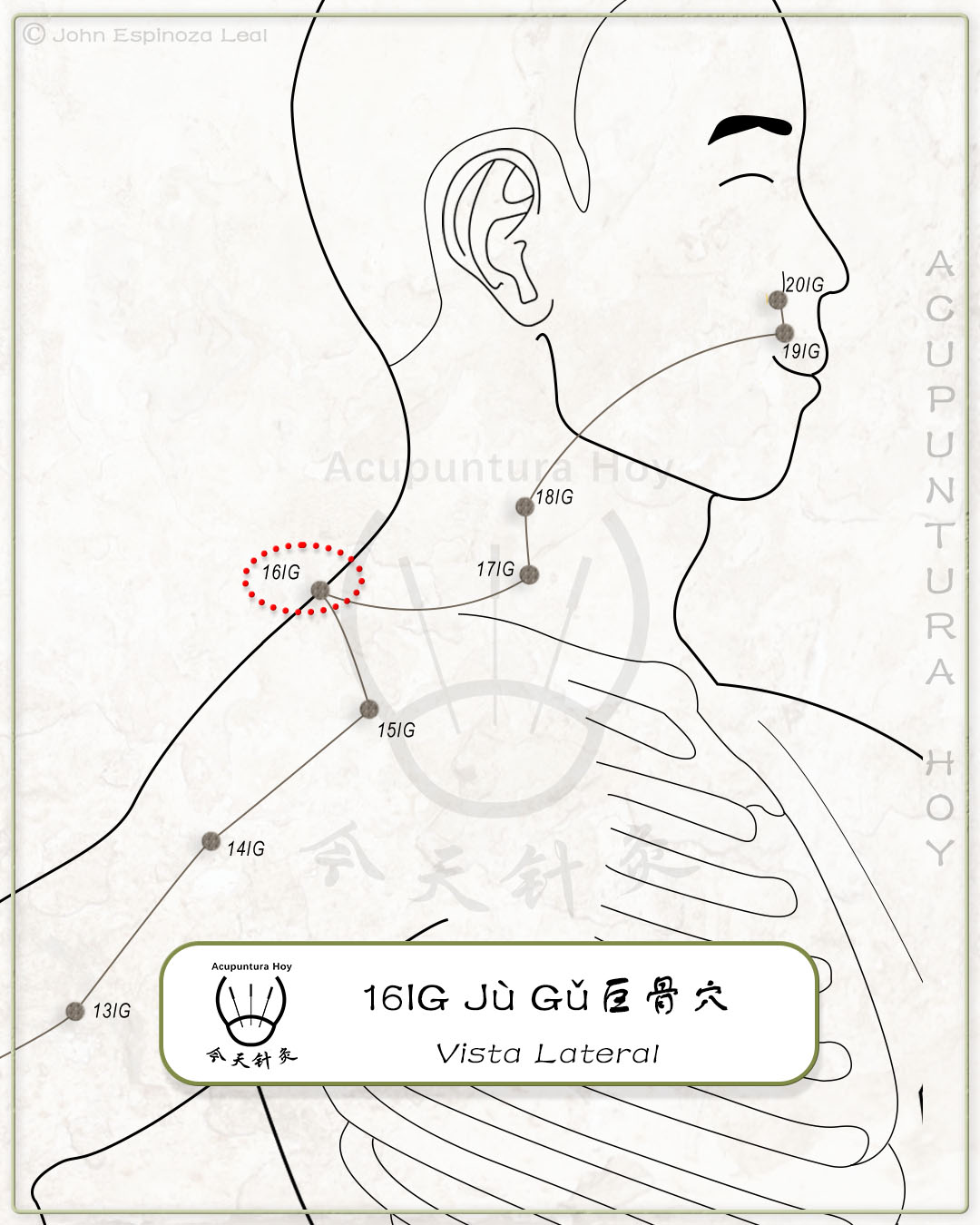 16IG Jù Gǔ 巨骨穴