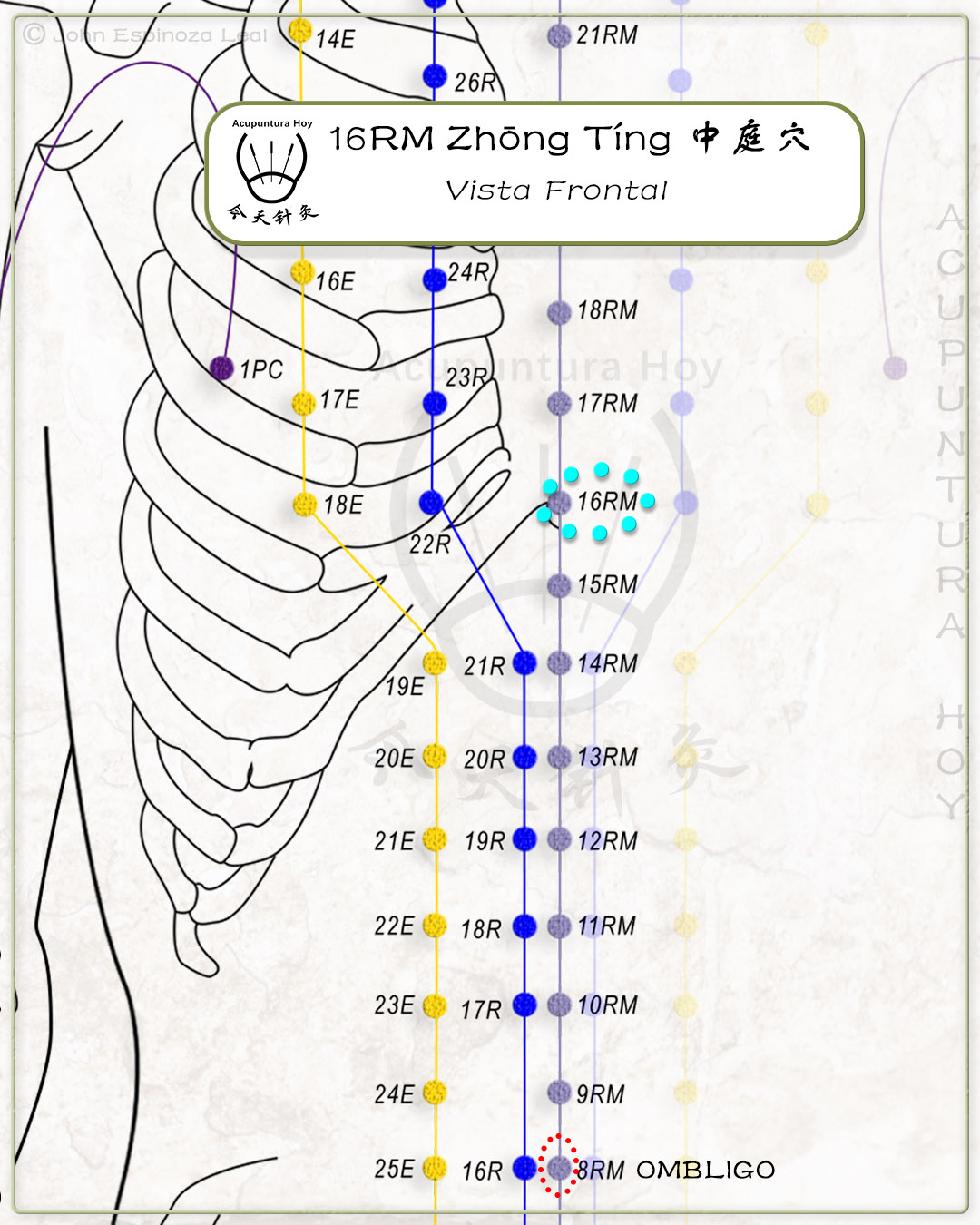 16RM Zhōng Tíng 中庭穴