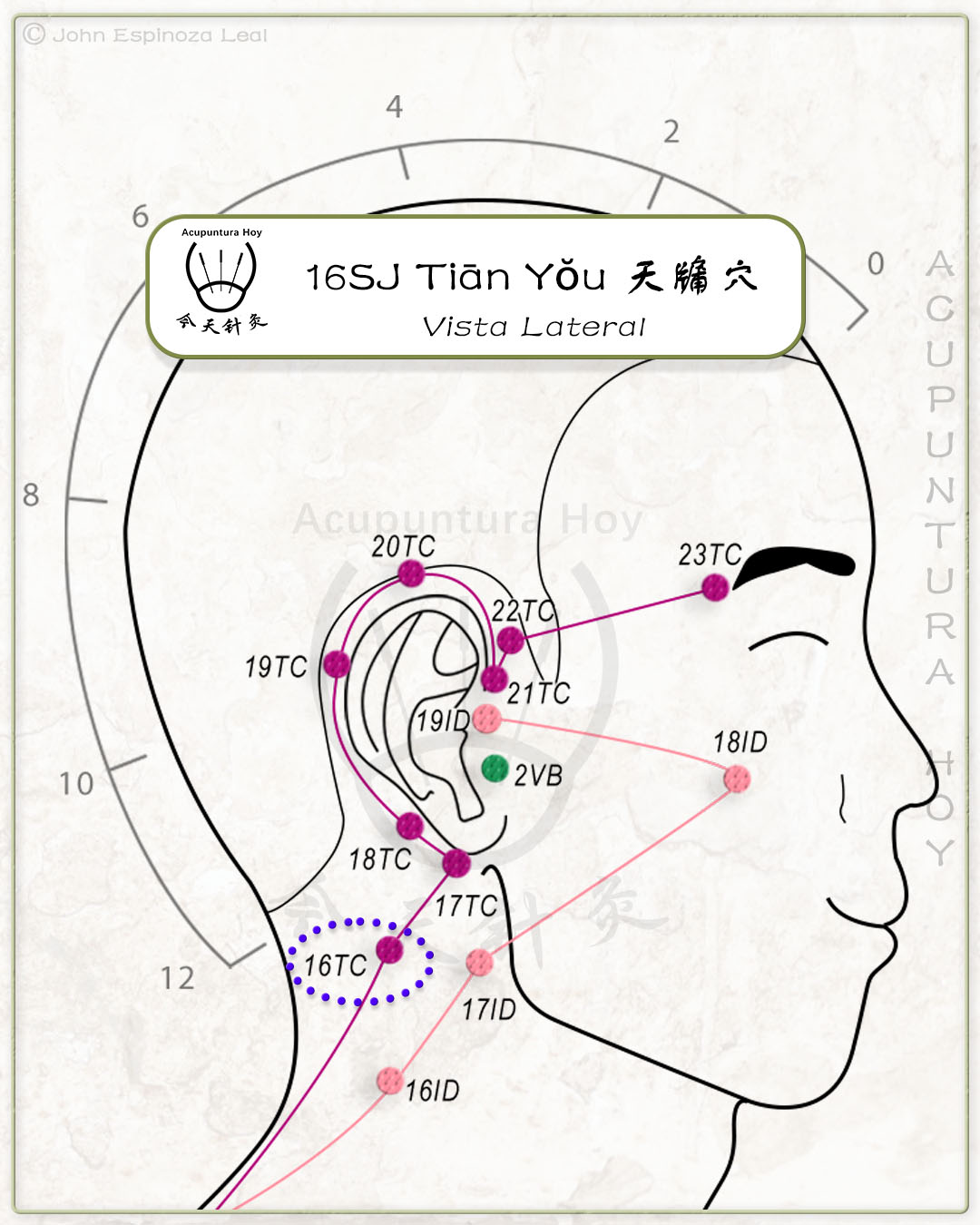 16SJ Tiān Yǒu 天牖穴