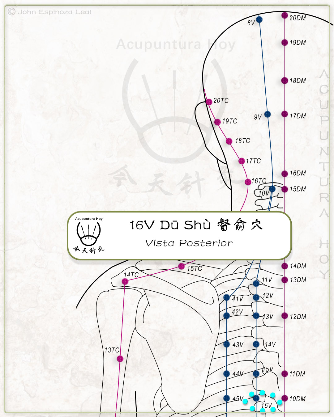 16V Dū Shù 督俞穴