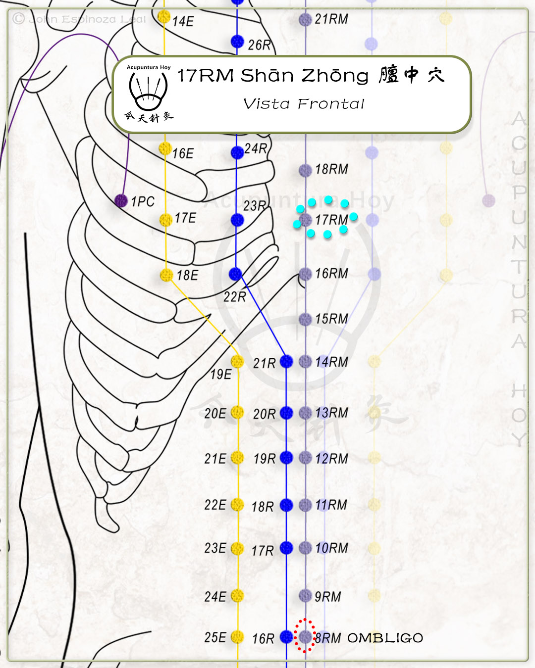 17RM Shān Zhōng 膻中穴