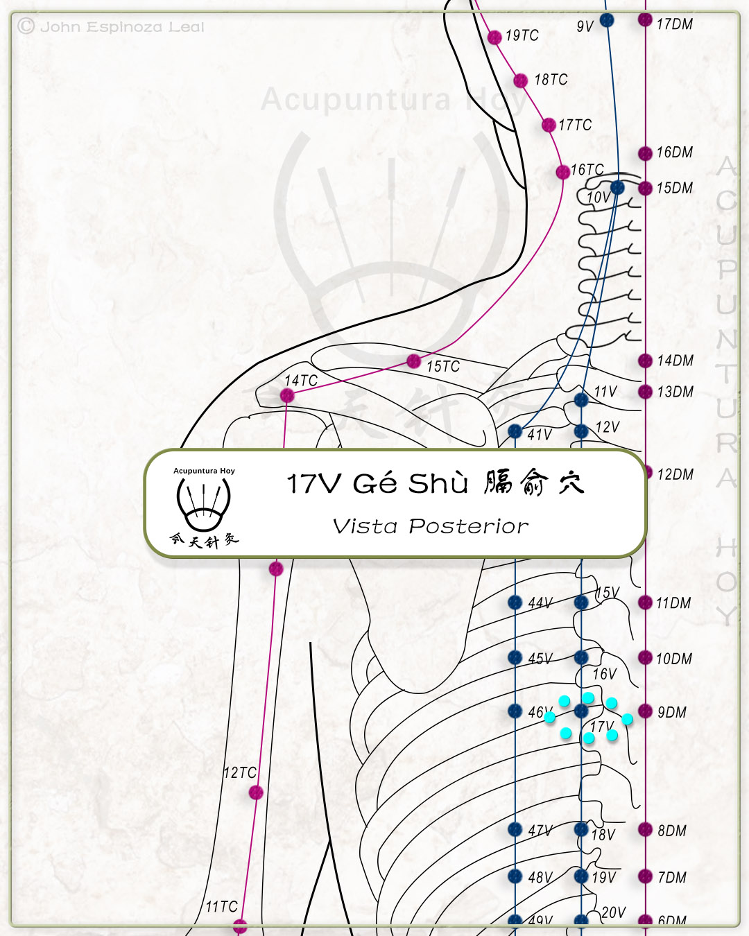 17V Gé Shù 膈俞穴