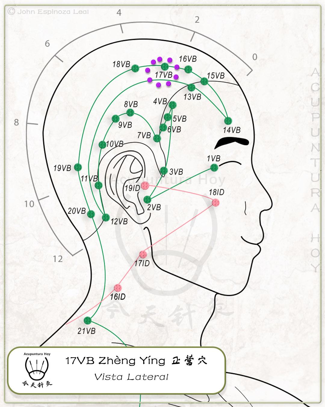 17VB Zhèng Yíng 正营穴