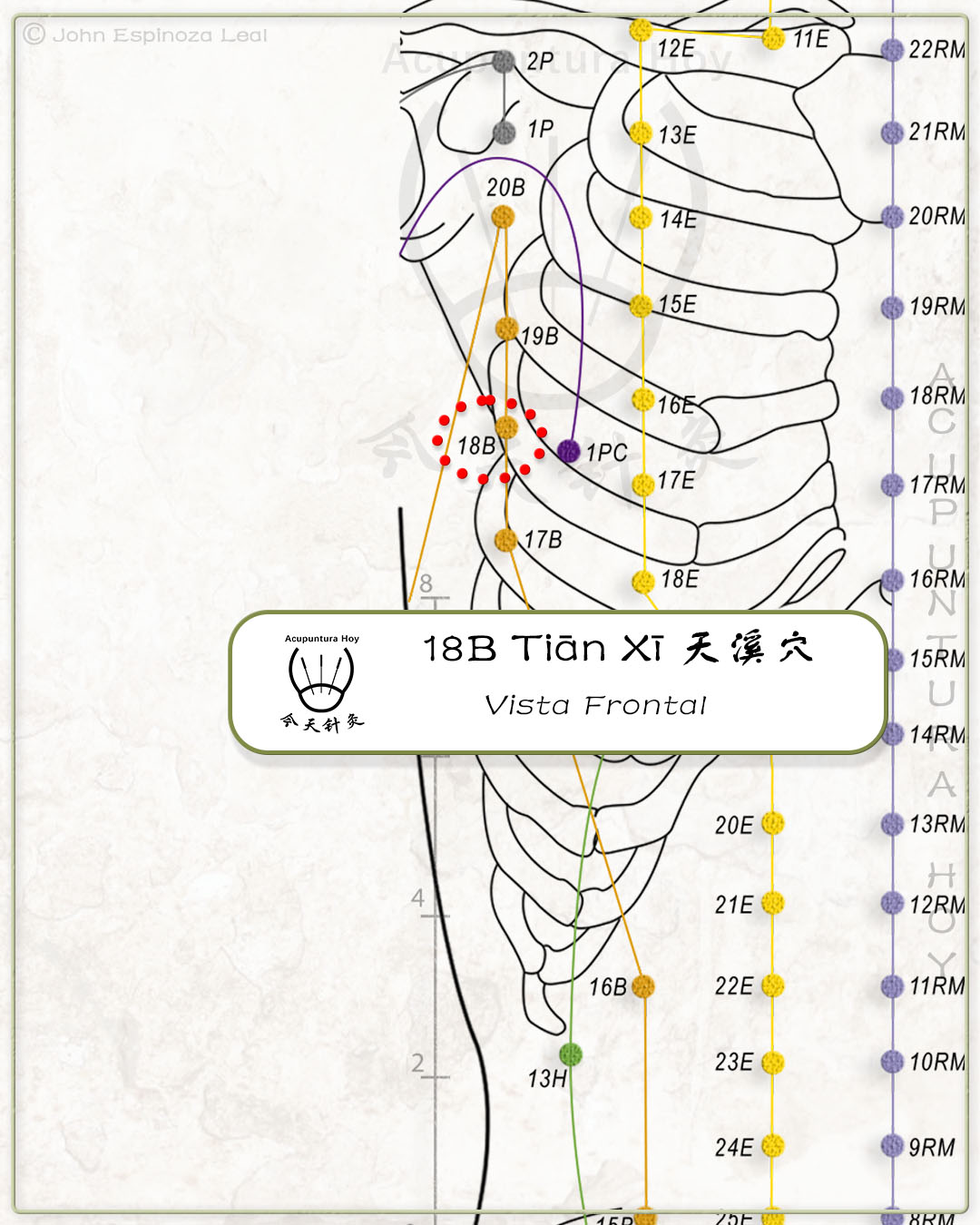 18B Tiān Xī 天溪穴