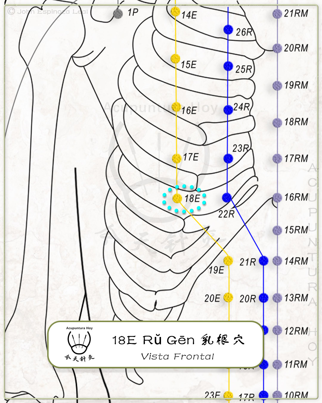 18E Rŭ Gēn 乳根穴