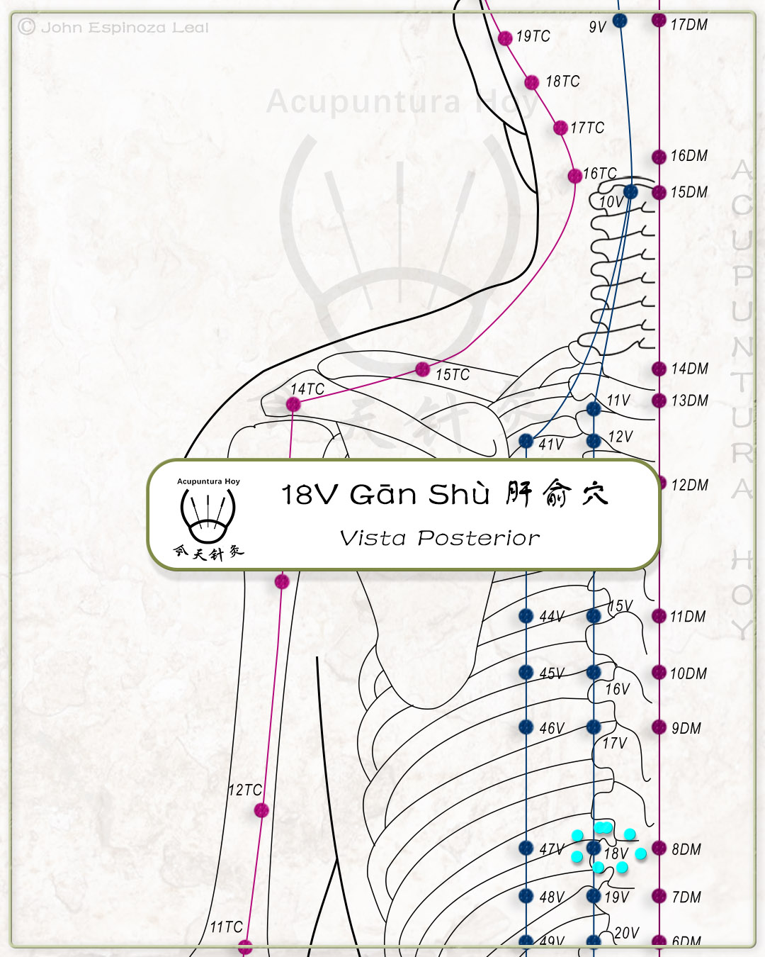 18V Gān Shù 肝俞穴