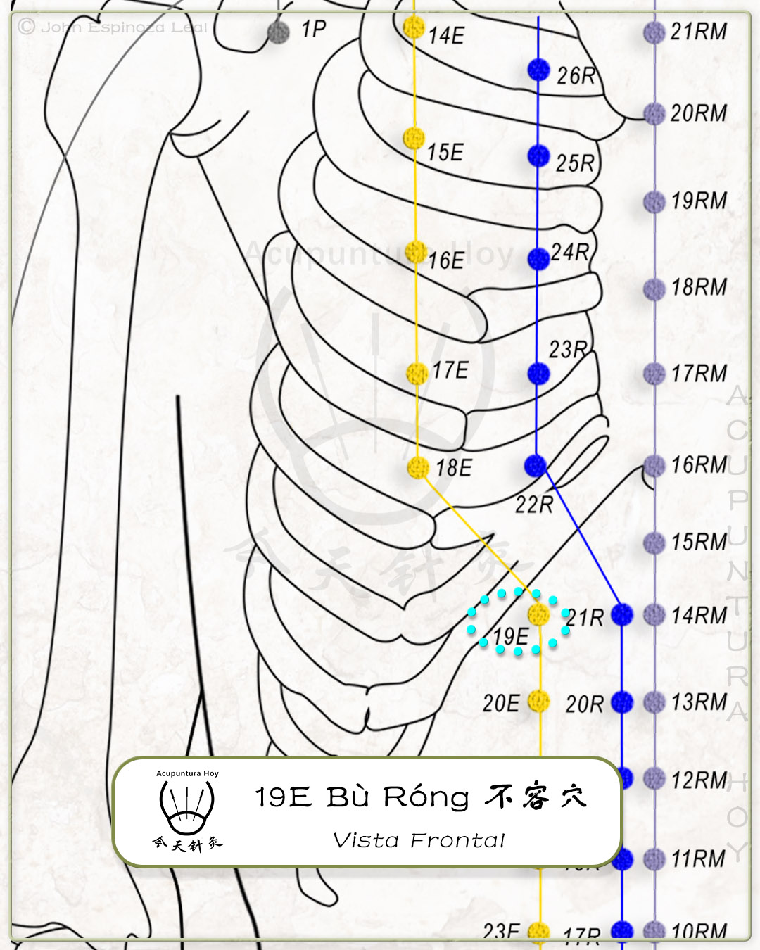 19E Bù Róng 不容穴