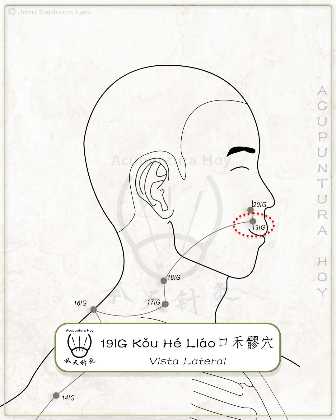 19IG Kǒu Hé Liáo 口禾髎穴