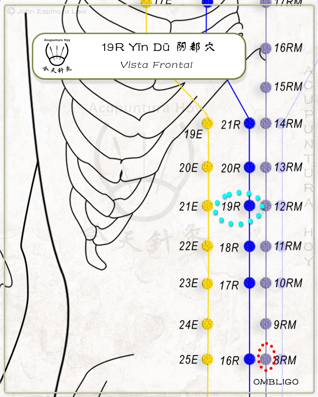 19R Yīn Dū 阴都穴