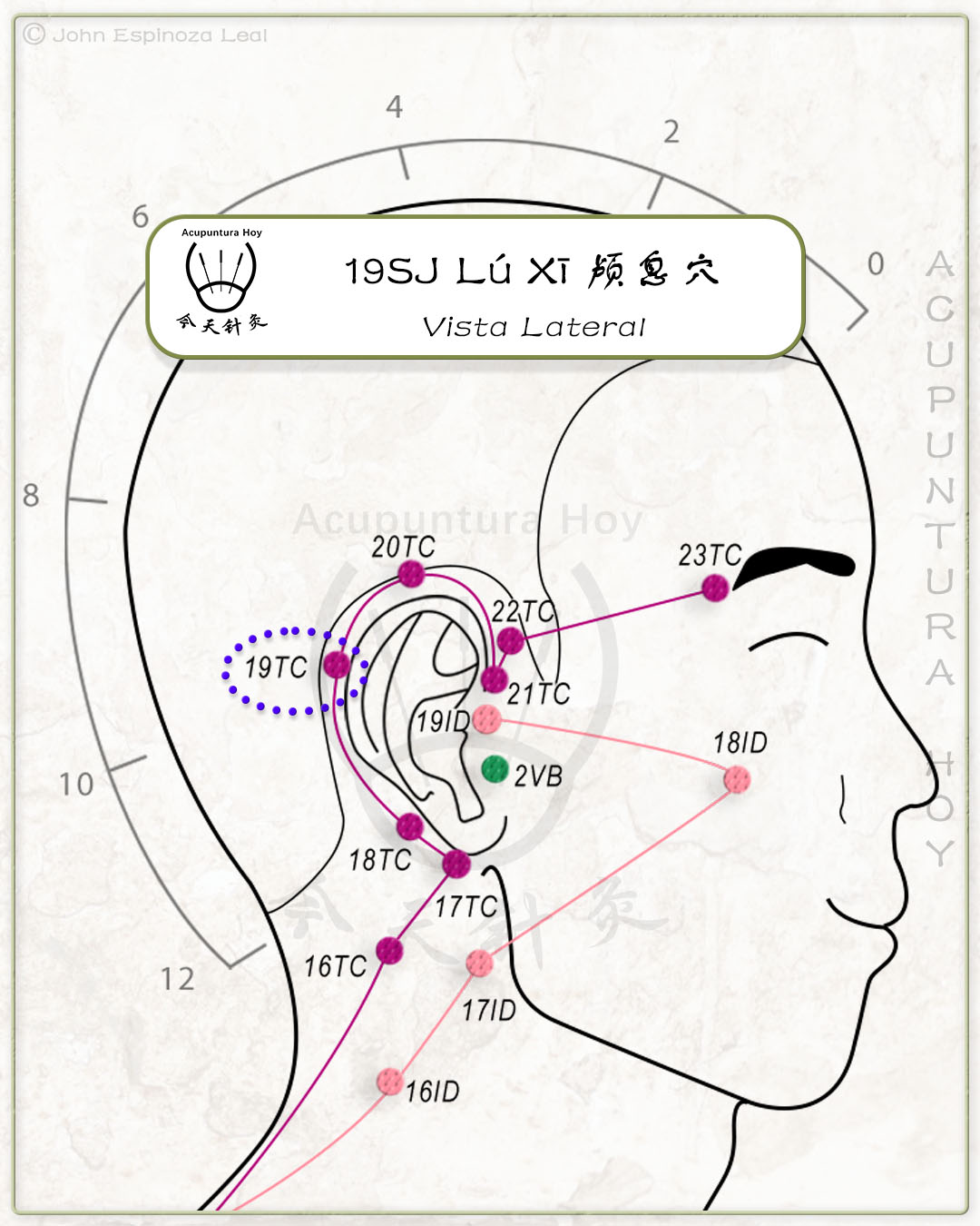 19SJ Lú Xī 颅息穴