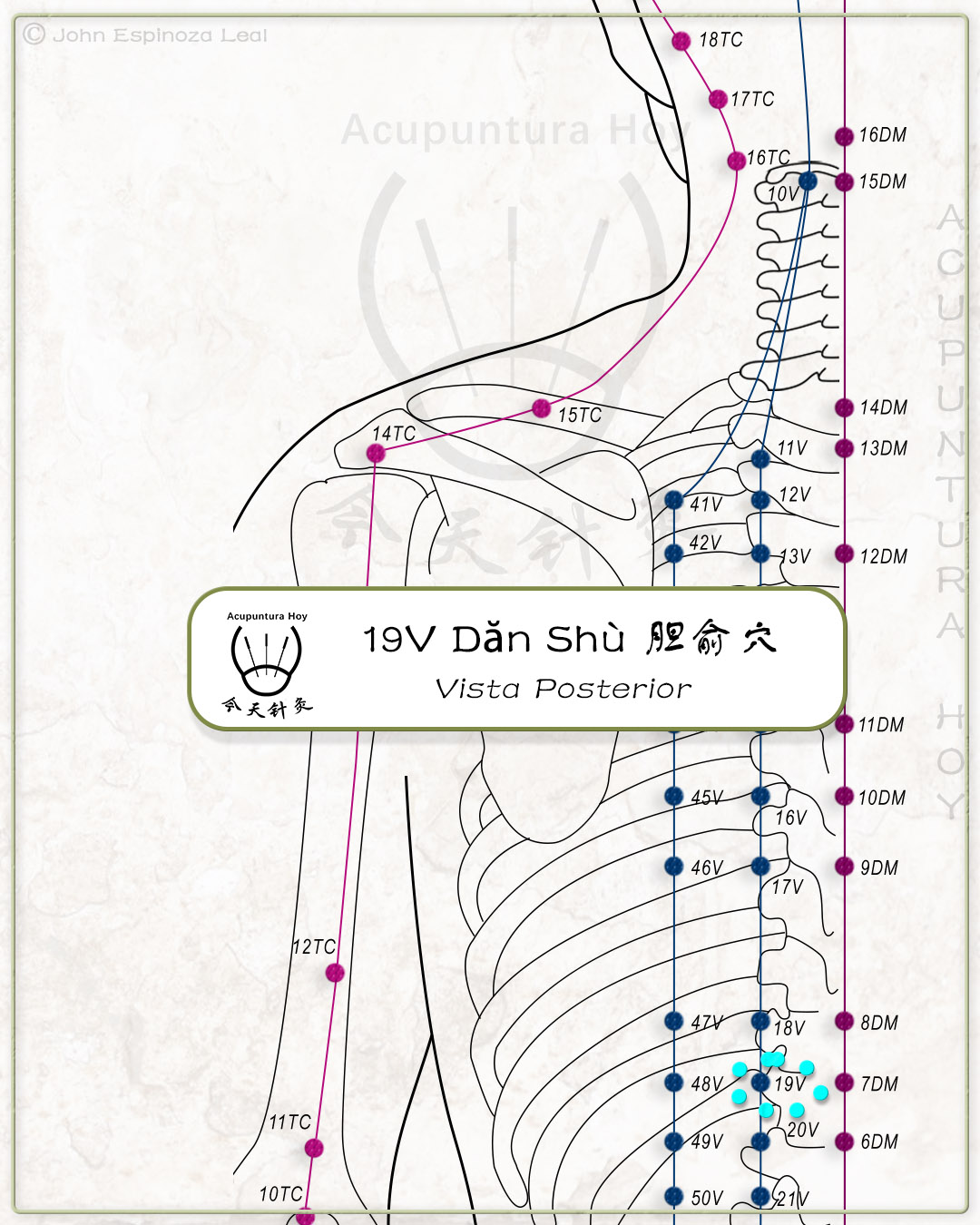 19V Dăn Shù 胆俞穴