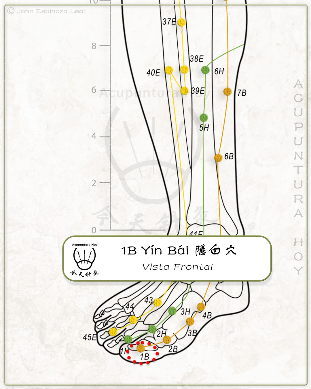 1B Yín Bái 隱白穴