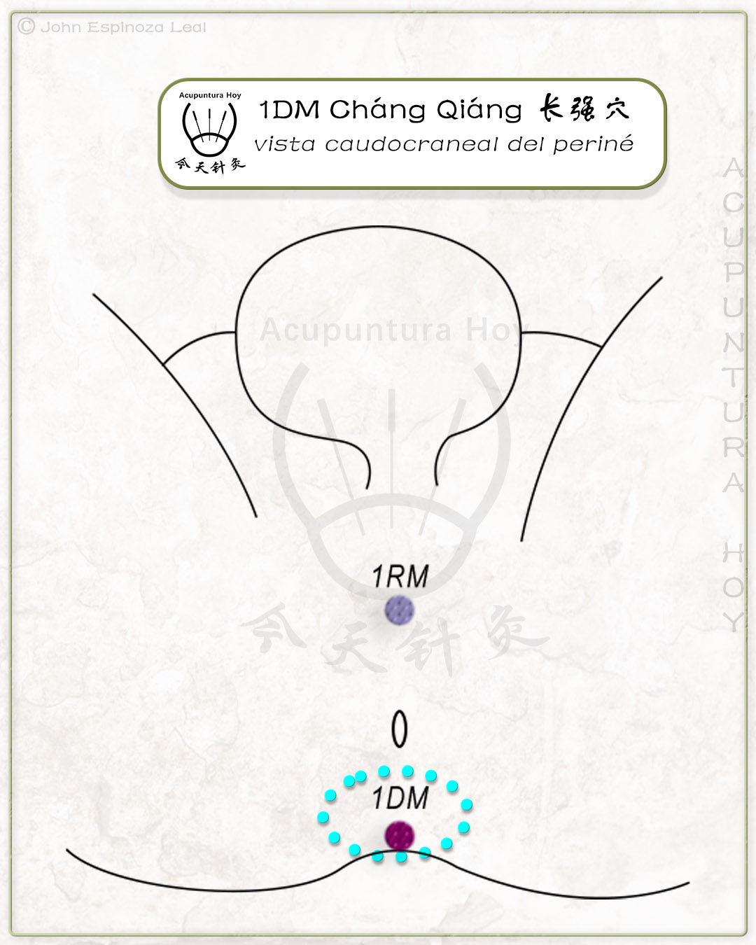1DM Cháng Qiáng 长强穴