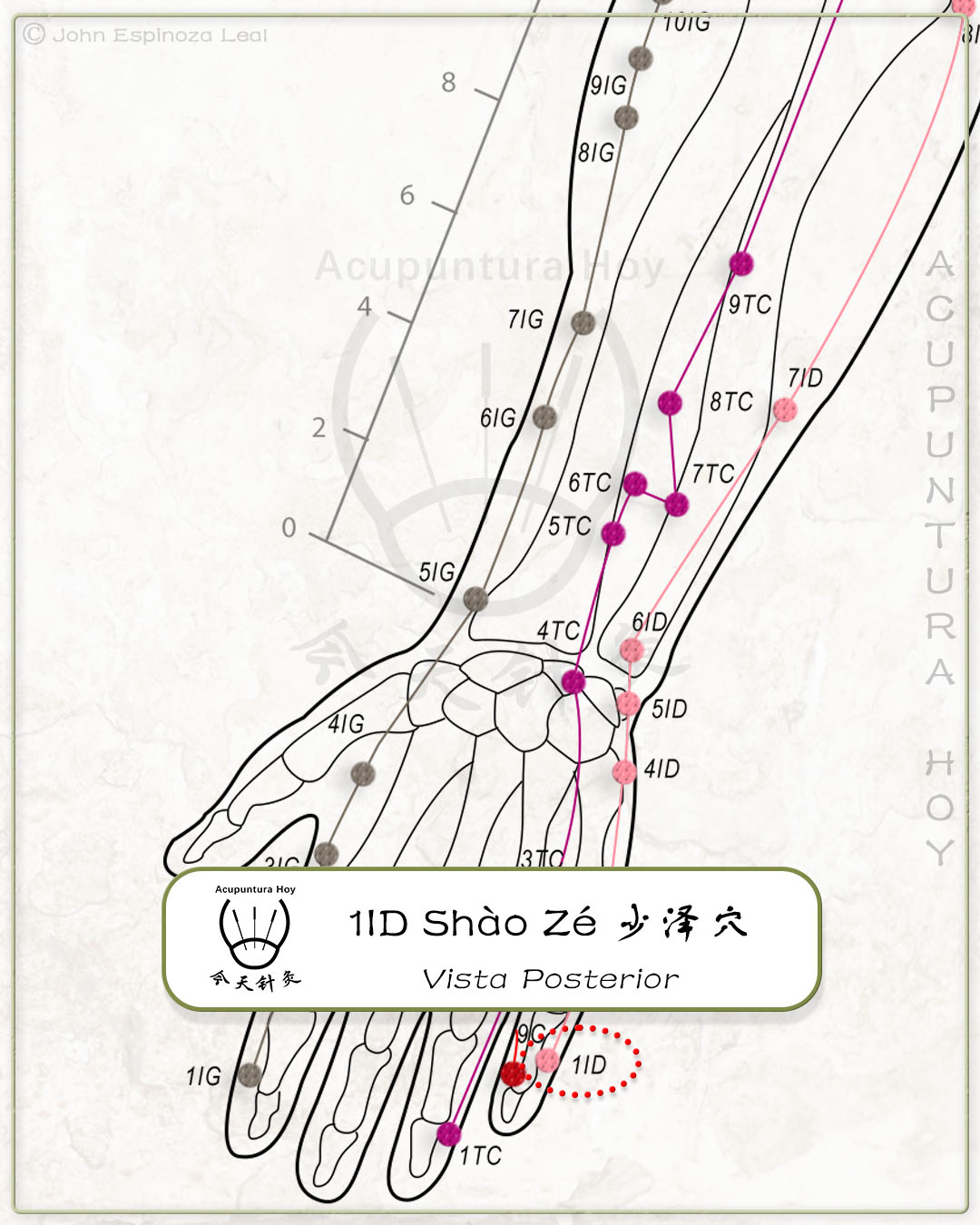 1ID Shào Zé 少泽穴