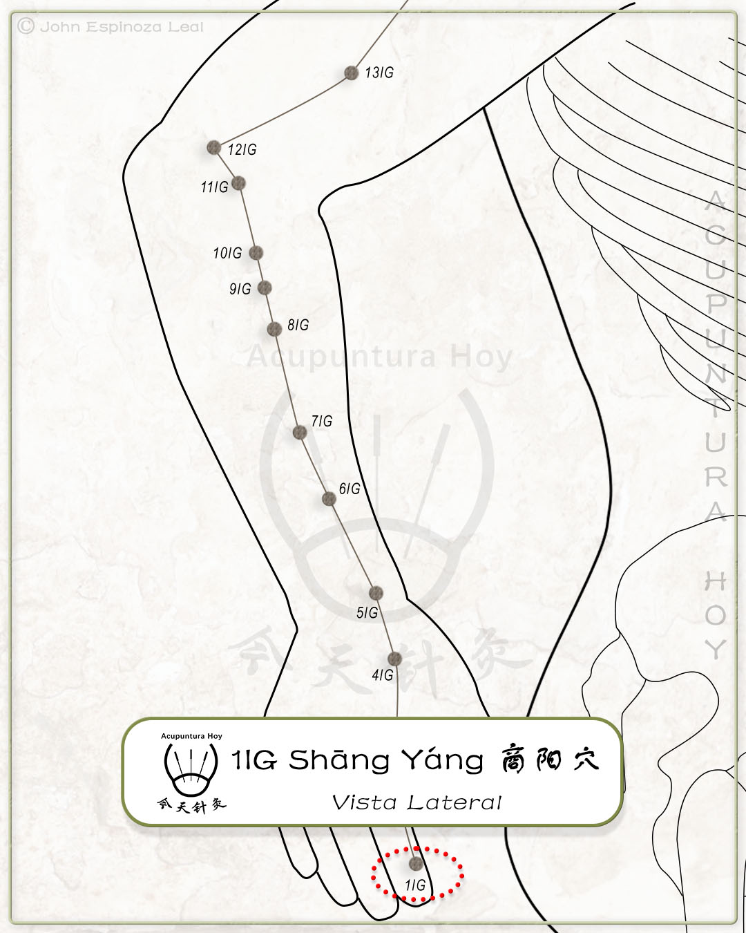 1IG Shāng Yáng 商阳穴
